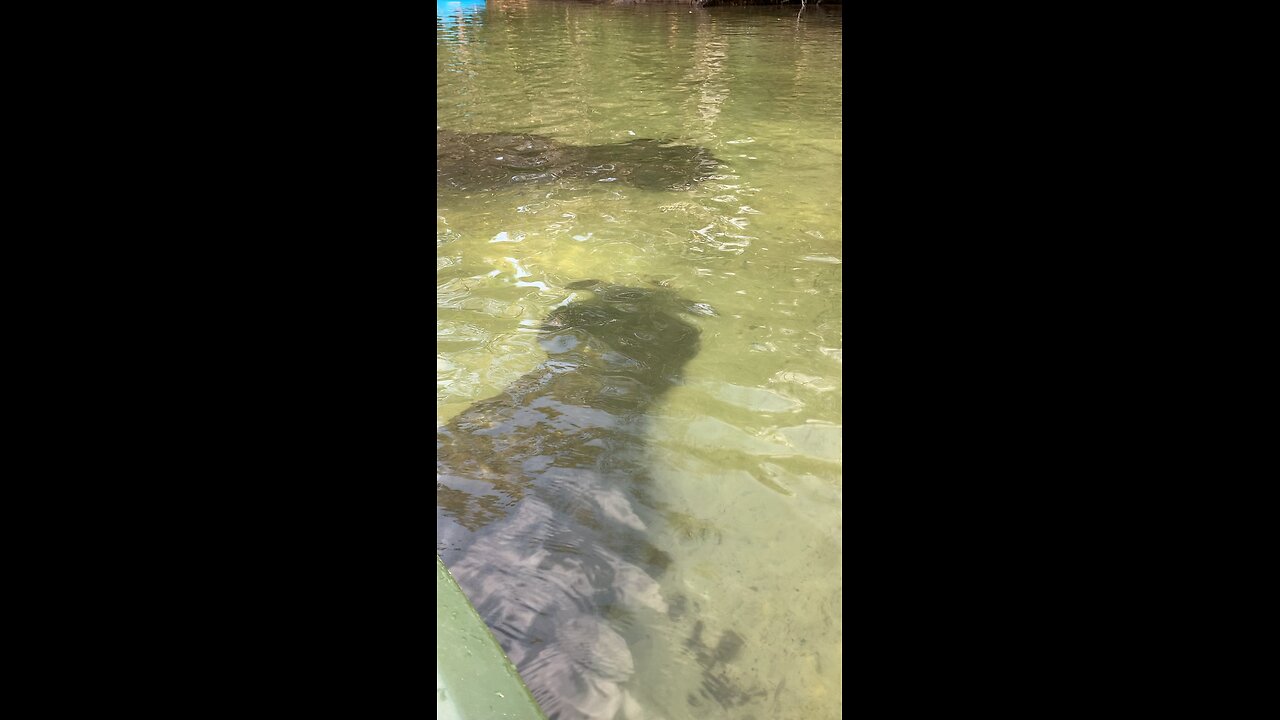 Manatees🦅🇺🇸