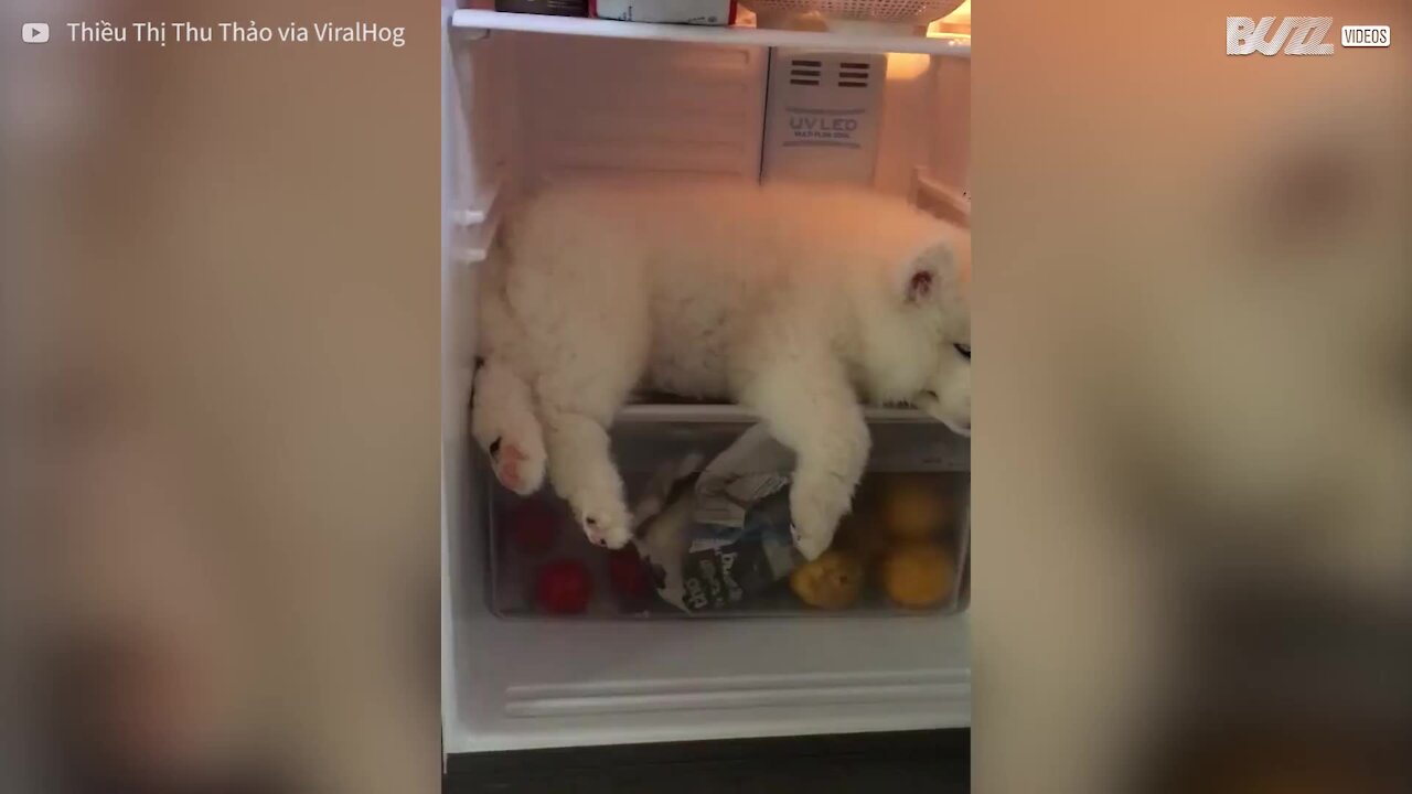 Cane si addormenta in frigorifero, cercando un po' di fresco