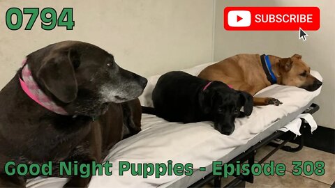 [0794] GOOD NIGHT PUPPIES - EPISODE 308 [#dogs #doggos #doggies #puppies #dogdaycare]