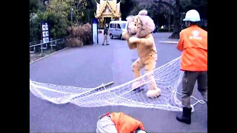 Catch the Lion Man! Catch the Lion Man!