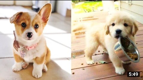 Baby Dogs - Cute and Funny Dog Videos Compilation #1 | Funny Puppy Videos 2021