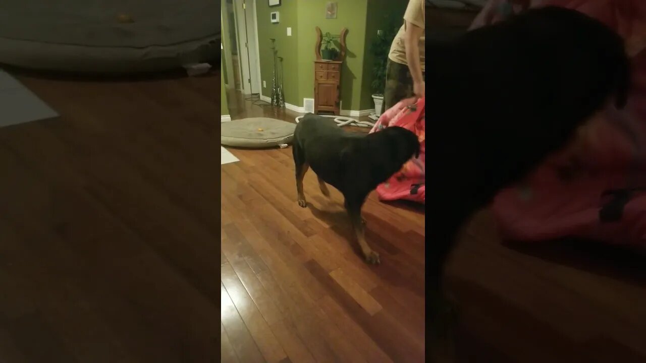 Rottweiler So Protective Of Her Little Human 💖💛 #rottweiler #shorts