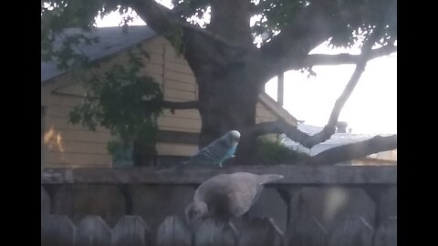 Feral Parakeet Living Wild in Texas (3rd Year) ❤