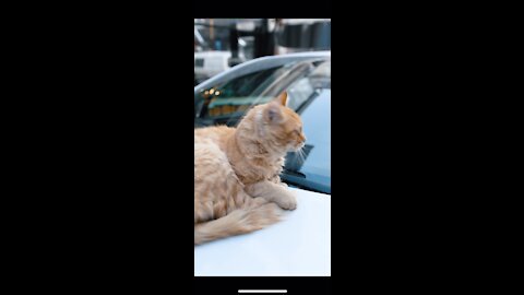 Car cat cute