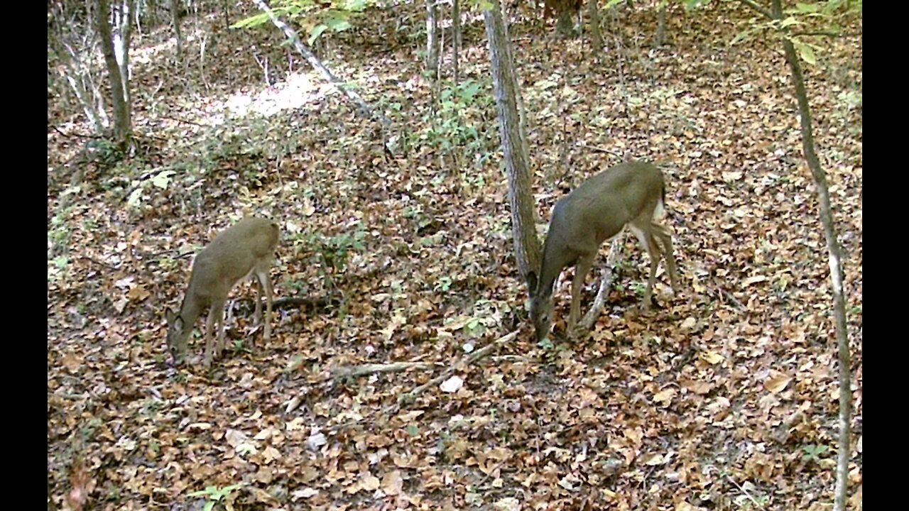 Doe and yearling eating