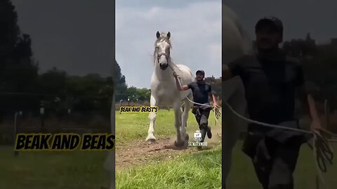 Big Horse 🤍 #horse #white #shorts