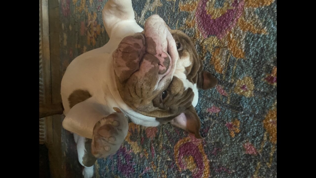 Clyde Snores