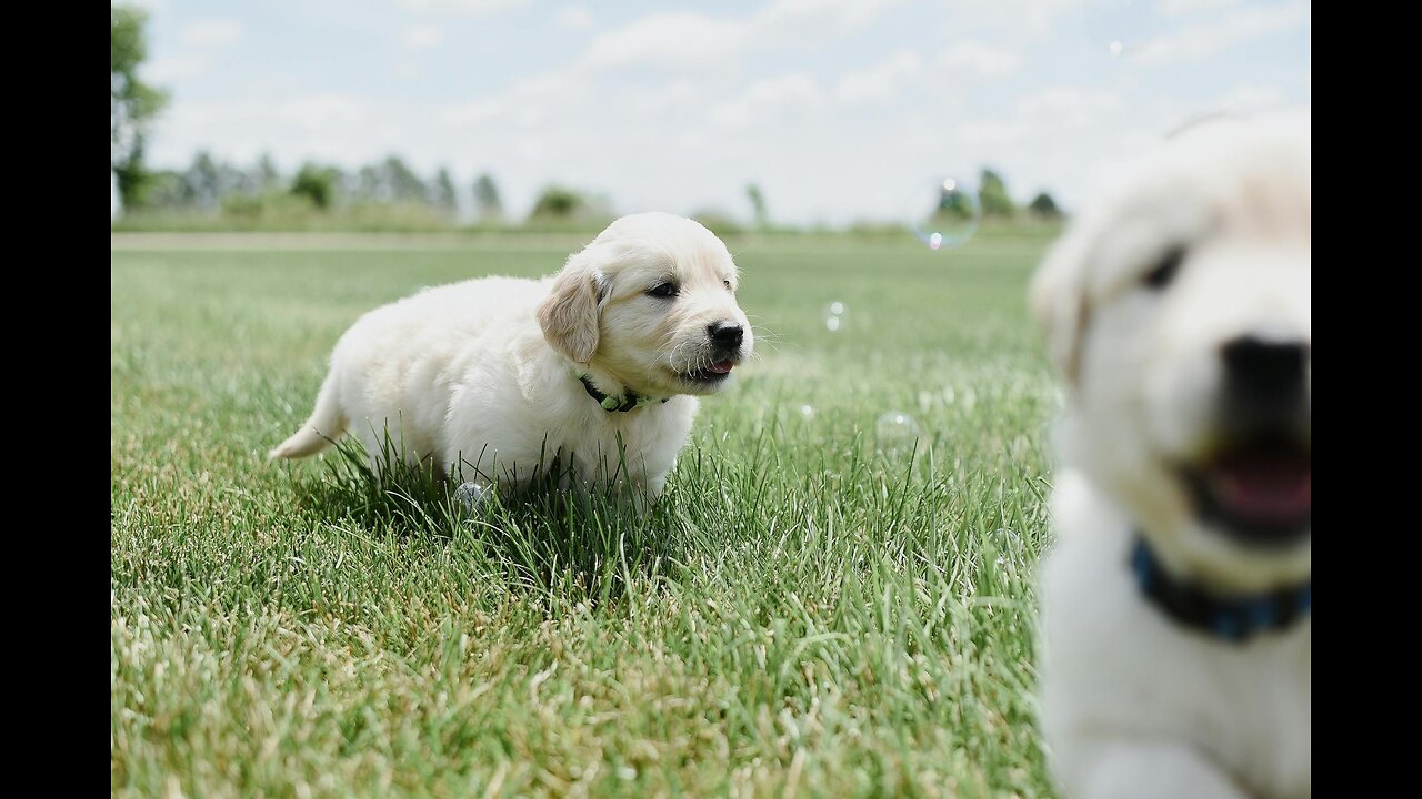 Cute puppies to fall in love with