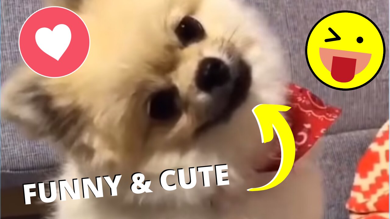 Funny and Cute Pet's Life #003