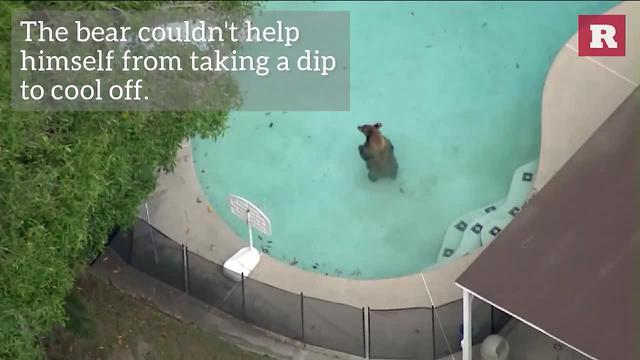 Bear Tears Down Fence To Go For A Swim | Rare Animals