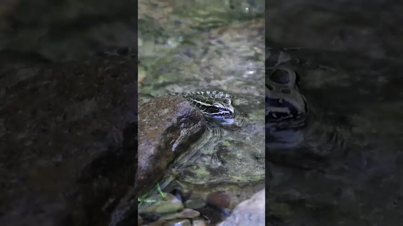 🐸 Creek Frog 🐸
