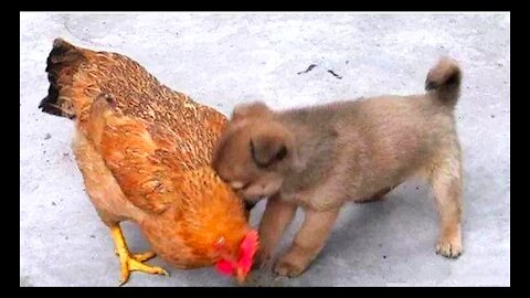 Amazing fight between chicken and baby dogs. Funny and scary moment. Chickens looks anger