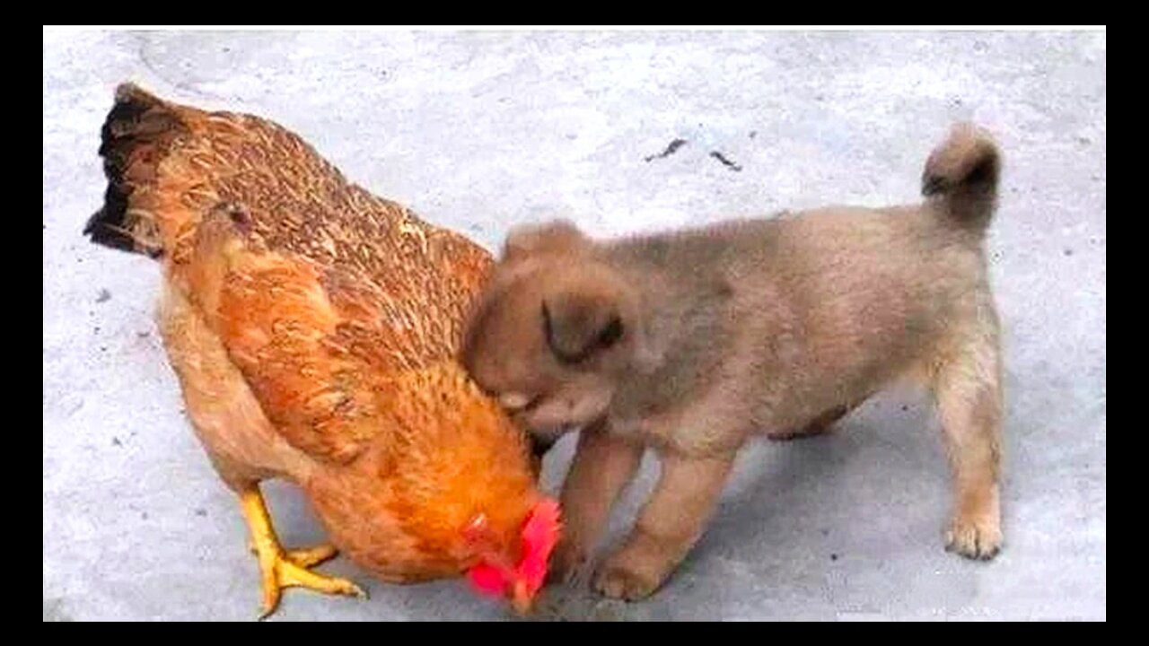 Amazing fight between chicken and baby dogs. Funny and scary moment. Chickens looks anger