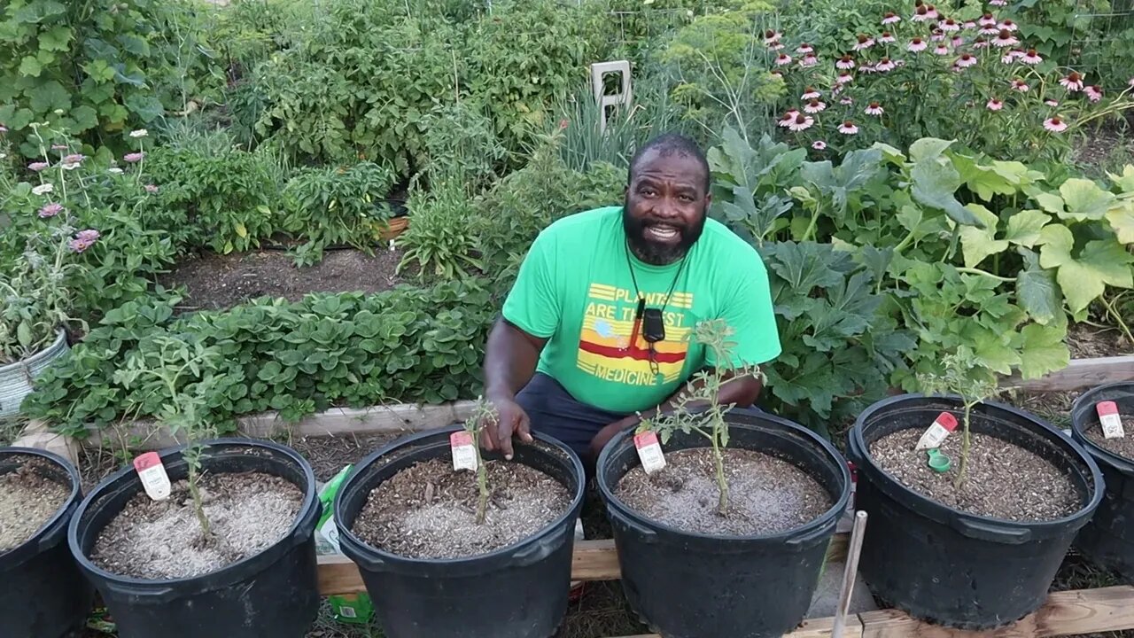 2023 Tomato Fertilizer Experiment | First Feeding