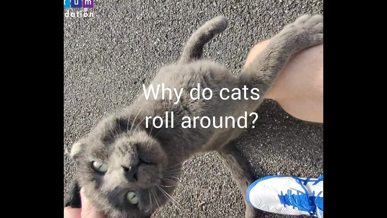 Why do cats roll around?