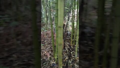 Mahara Sculpture Park bamboo Forrest.