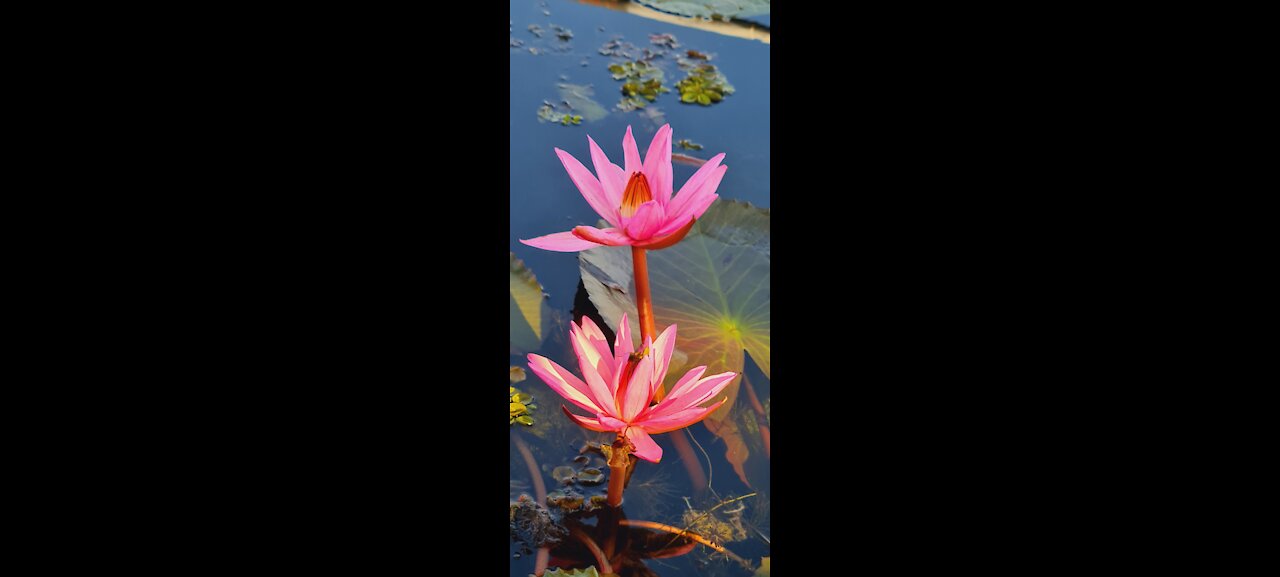 Lotus lake boat trip on the lake with many red lotus flowers