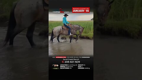 “Creed” - Big Beautiful Draft Cross Bay Roan Gelding! Online auction ending Monday | January 16th!