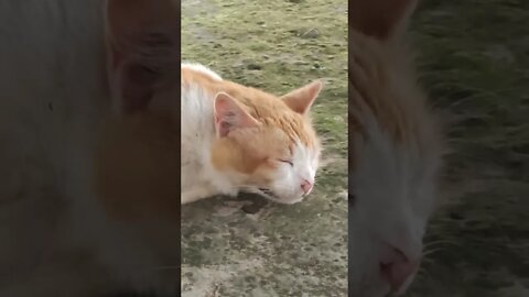 Kucing pemalas tidur mulu #short #videoshort