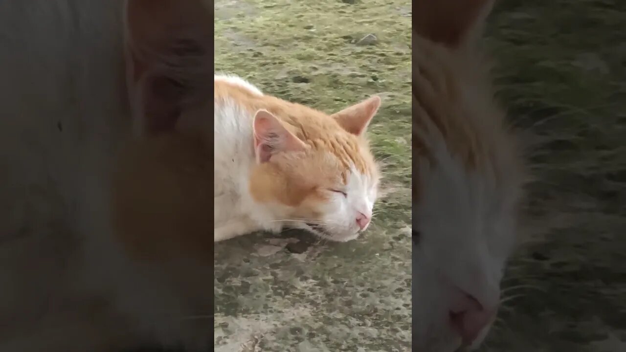 Kucing pemalas tidur mulu #short #videoshort