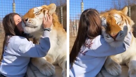 How beautiful is the caress of a tiger by this brave woman