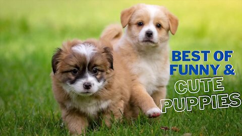 🐕 BEST Of Funny & Cute Puppies – Cuteness Competition 2021