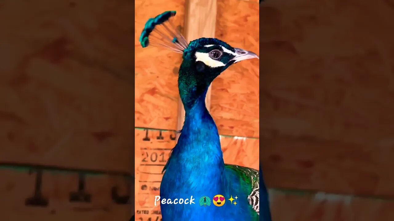 peacock 🦚vedio |National bird of india| peacock status| #shorts #ytshorts #peacock