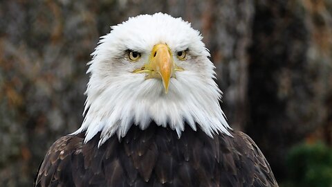 Majestic Guardians: The Eagle's Flight