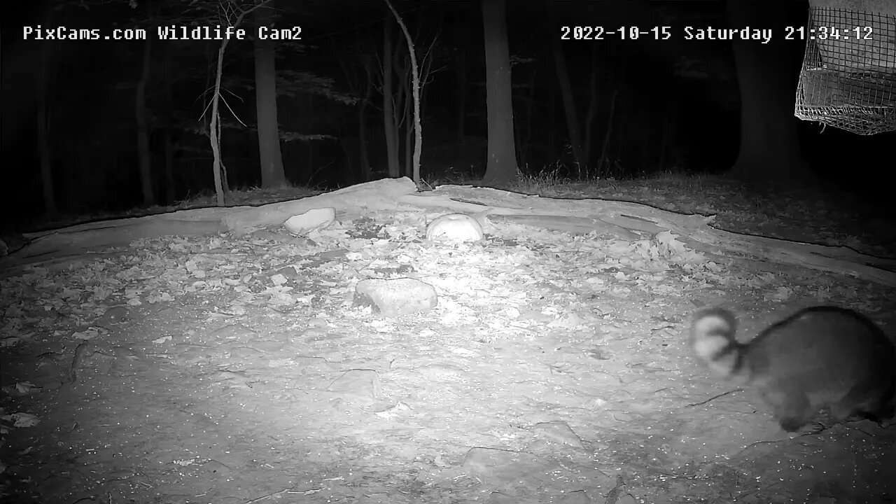 Raccoon with curved up tail on Wildlife Cam 2