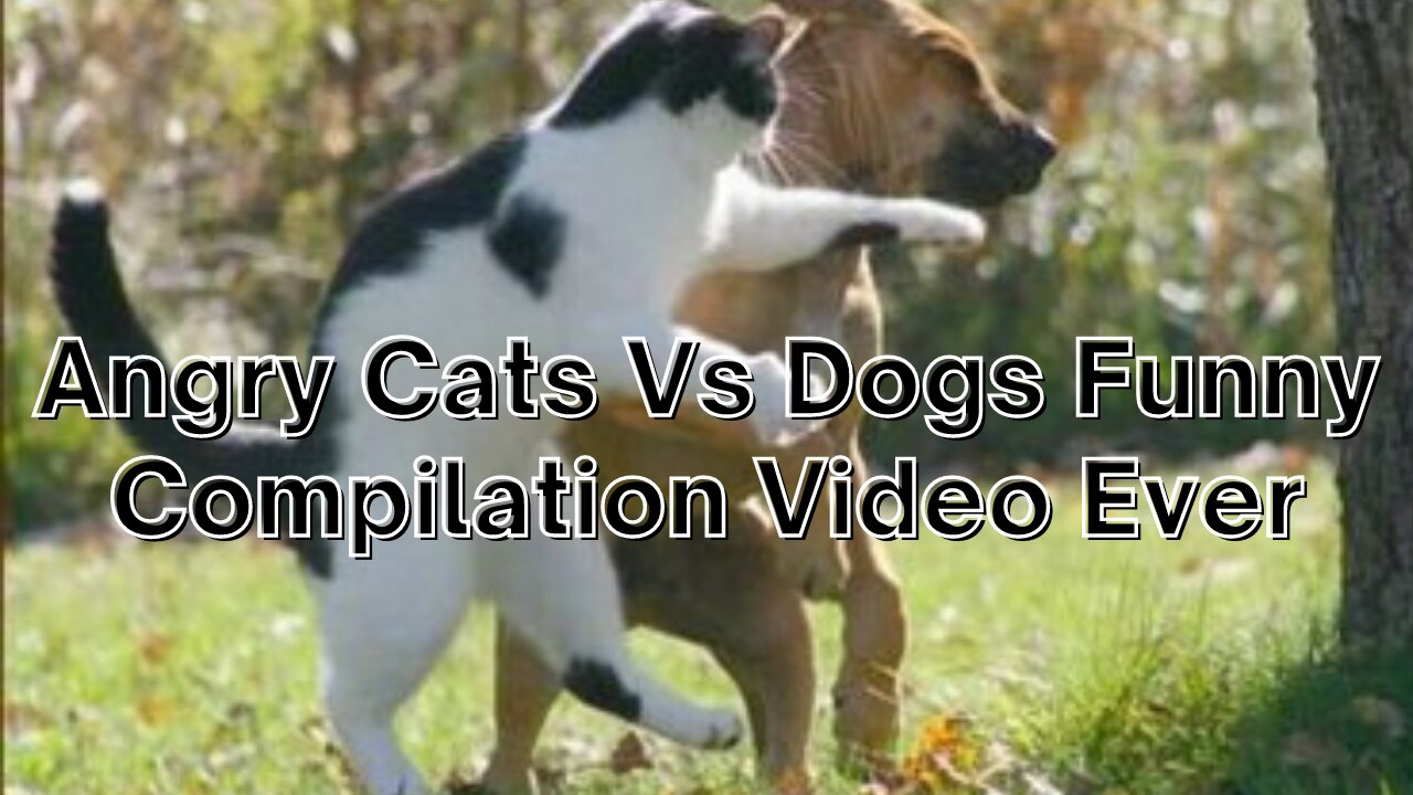 Angry Cats Vs Dogs Funny Compilation Video Ever| cats and dog Fight