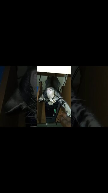 Well kitty cat doesn't like to get disturbed. #cat #catplaying #catvideos