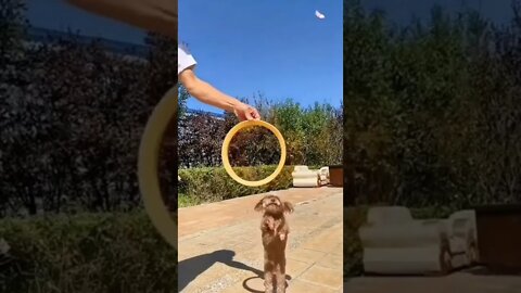 QUE SACANAGEM COM O DOGUINHO 😂😂😂