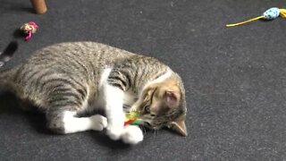 Adorable Little Cat Plays with Feathers