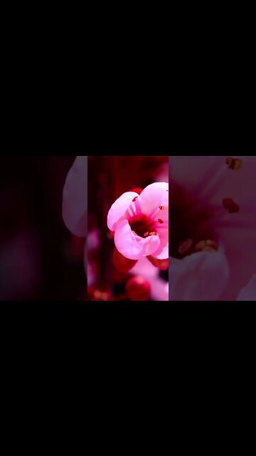 Let them comfort you. #meditation #sleep #shorts