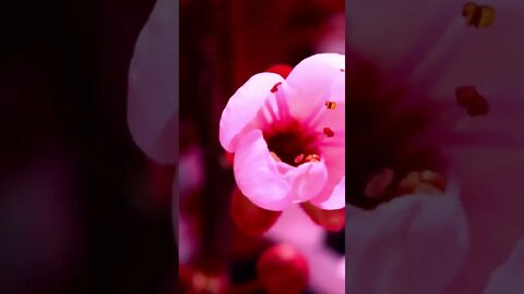 Let them comfort you. #meditation #sleep #shorts