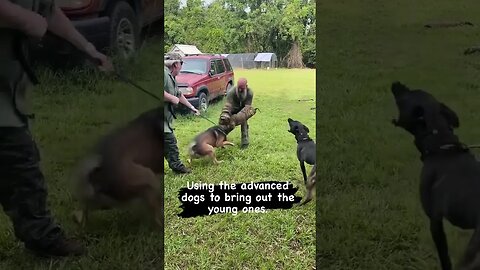 Young dogs learning from advanced dogs #malinoislovers #dutchshepherd #protectiondog #traineddogs