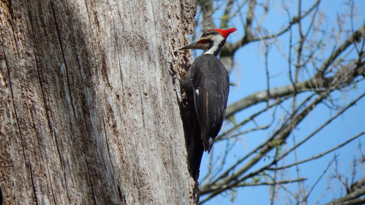 Woodpecker Sound pecking - woodpecker sound effects