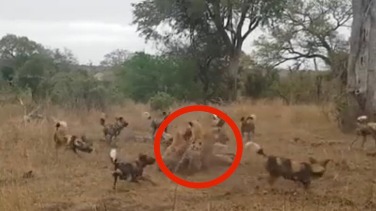 Wild Dogs Steal Impala From Leopard, Hyenas Then Steal From Wild Dogs