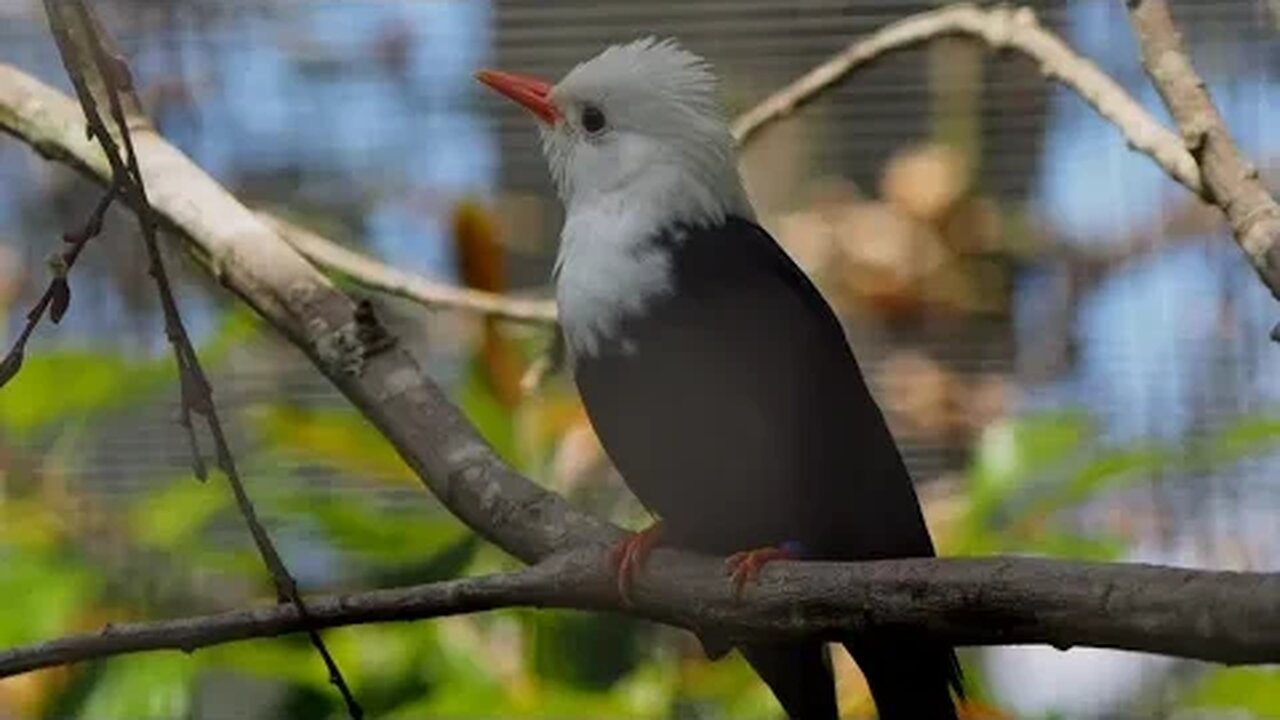 Birdworld, Farnham, Surrey UK