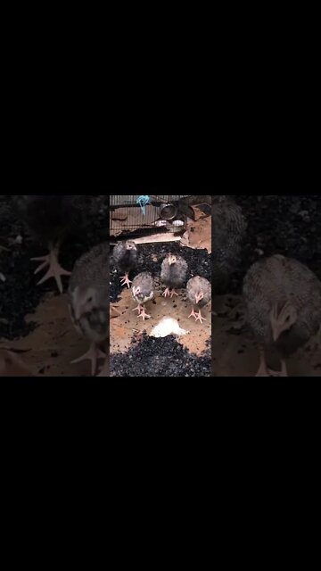 Guinea fowl keets second day outside! They’re growing up 8.5 weeks