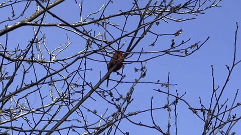 Cardinal male looking for a mate