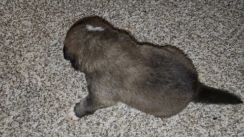 SOLD 18 day old Noble Bear. Caucasian Ovcharka, Tibetan Mastiff & American Akita