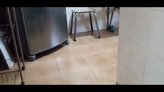 #dogshow , #animals , #dogs , #shorts