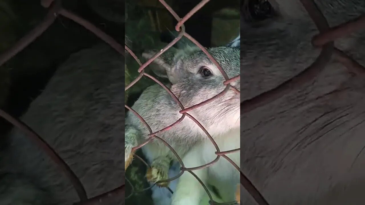 Lovely Cute Rabbits- Bunnies- Feeding# playing# #shorts