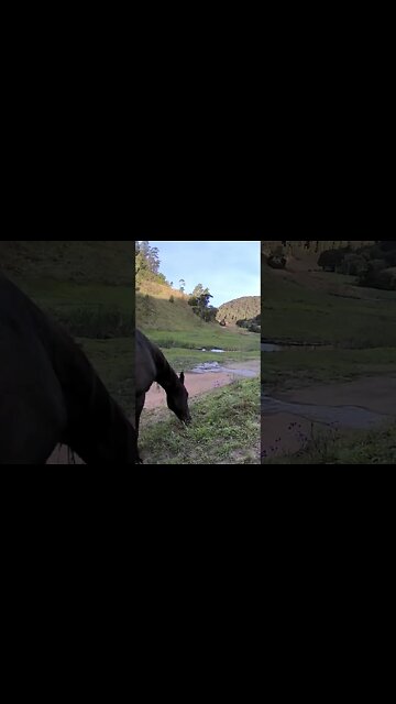 The secret lives of horses