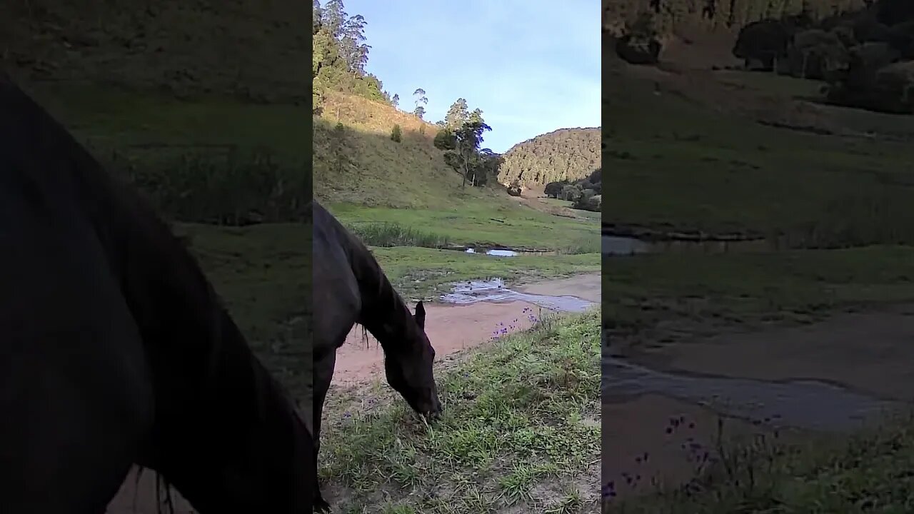 The secret lives of horses