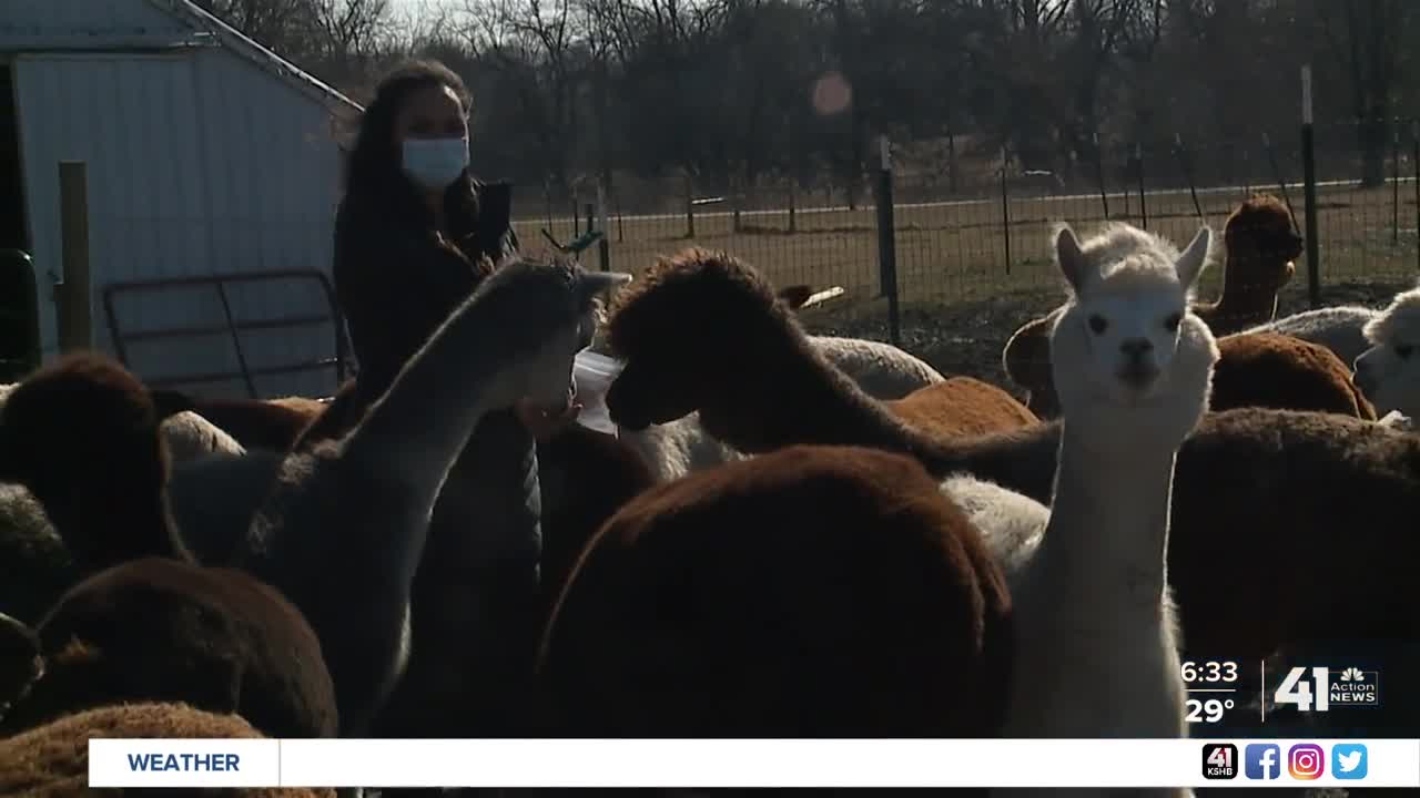 One Tank Trips: Yaya's Alpaca Farm