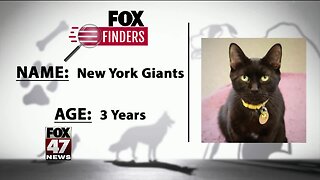 FOX Finders Pet Finder - New York Giants