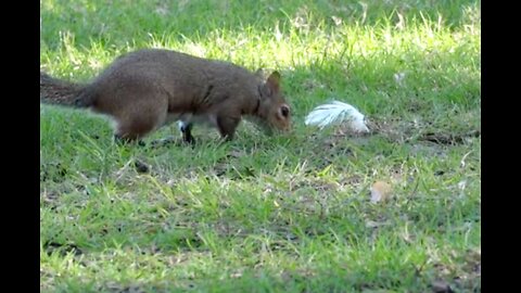 Squirrel in the Park