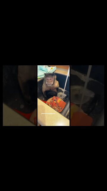 Cinderelly GaitlynRelly!!! #gaitlynrae #gaitlyn #monkey #capuchin #animal #pet #earnyourkeep #cinder